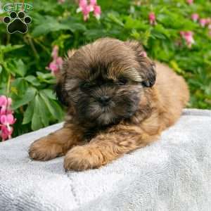 Maggie, Shih Tzu Puppy