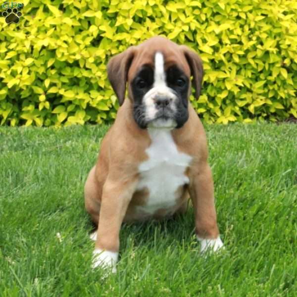 Magic, Boxer Puppy