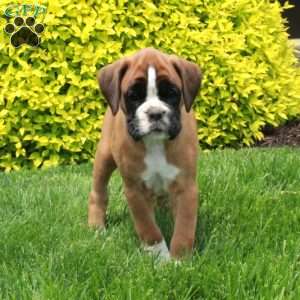 Magic, Boxer Puppy