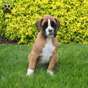 Magic, Boxer Puppy
