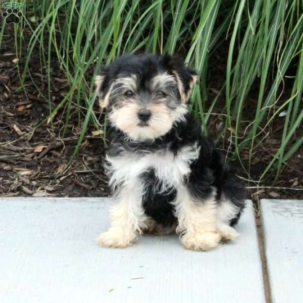Maisie, Morkie / Yorktese Puppy
