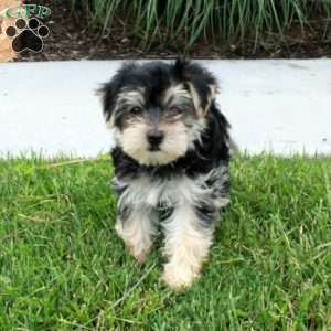 Maisie, Morkie / Yorktese Puppy