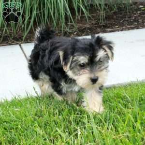 Maisie, Morkie / Yorktese Puppy