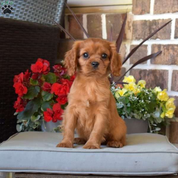 Major, Cavalier King Charles Spaniel Puppy