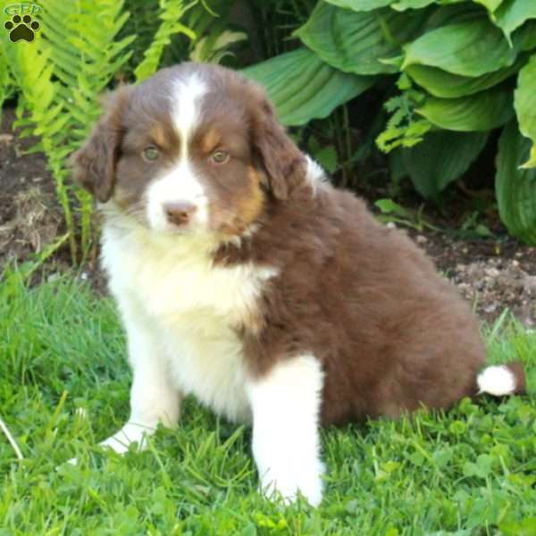 Major, Miniature Australian Shepherd Mix Puppy