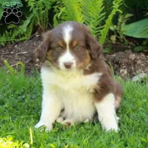 Major, Miniature Australian Shepherd Mix Puppy