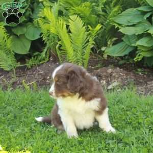 Major, Miniature Australian Shepherd Mix Puppy
