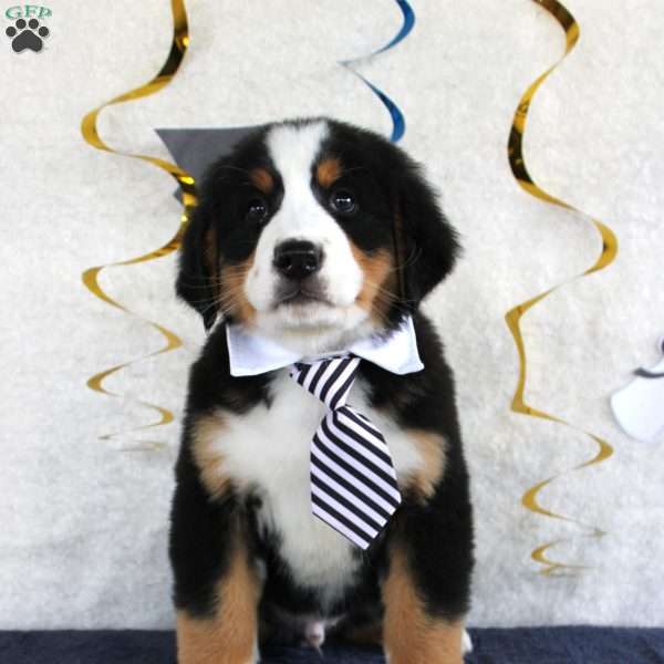 Major, Bernese Mountain Dog Puppy