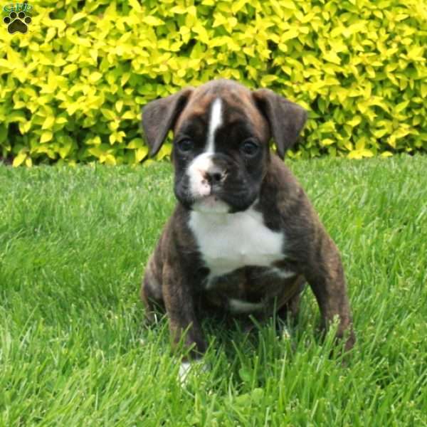 Marble, Boxer Puppy