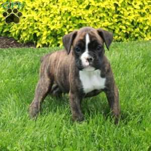 Marble, Boxer Puppy