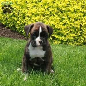 Marble, Boxer Puppy