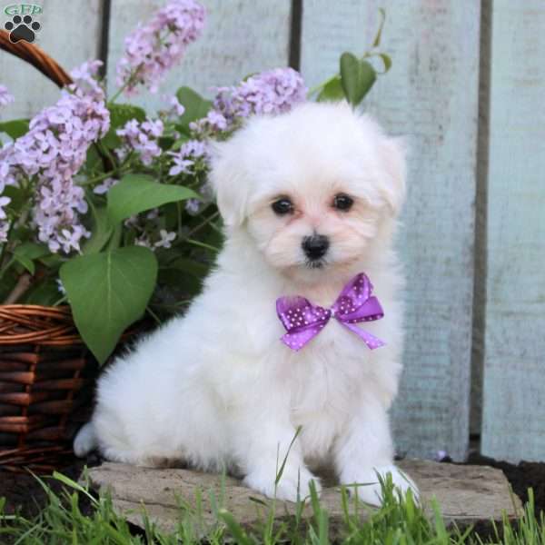 Marcie, Maltichon Puppy
