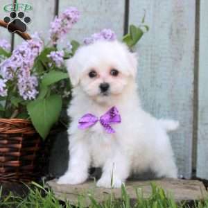 Marcie, Maltichon Puppy