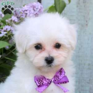 Marcie, Maltichon Puppy