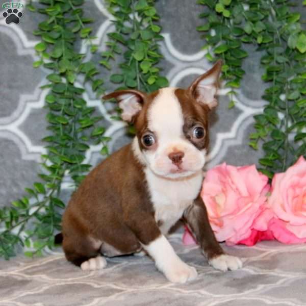 Marcille, Boston Terrier Puppy