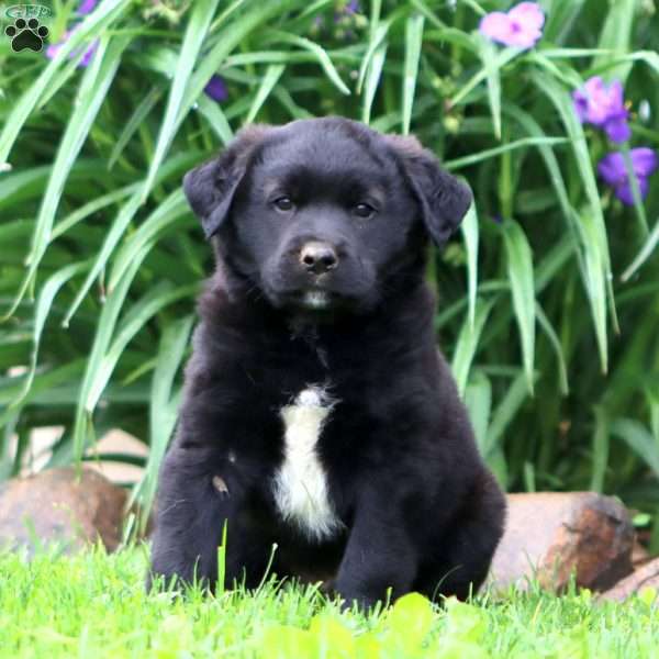 Marcus, English Springer Spaniel Mix Puppy
