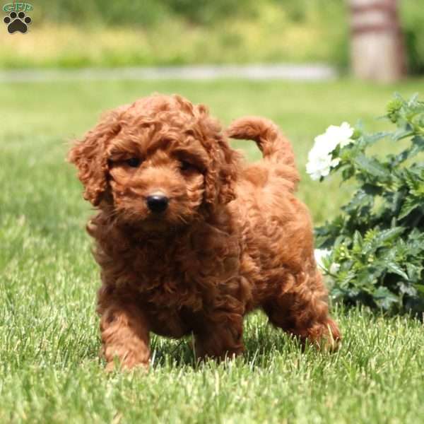 Marcus, Mini Goldendoodle Puppy
