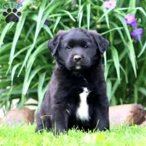 Marcus, English Springer Spaniel Mix Puppy
