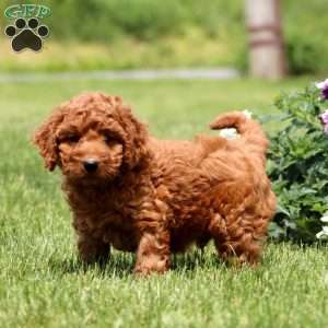 Marcus, Mini Goldendoodle Puppy