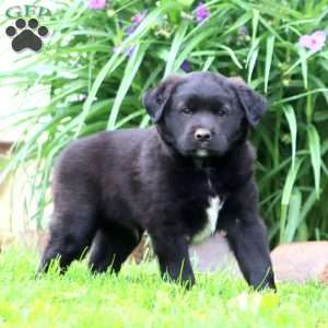 Marcus, English Springer Spaniel Mix Puppy