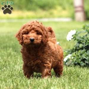 Marcus, Mini Goldendoodle Puppy