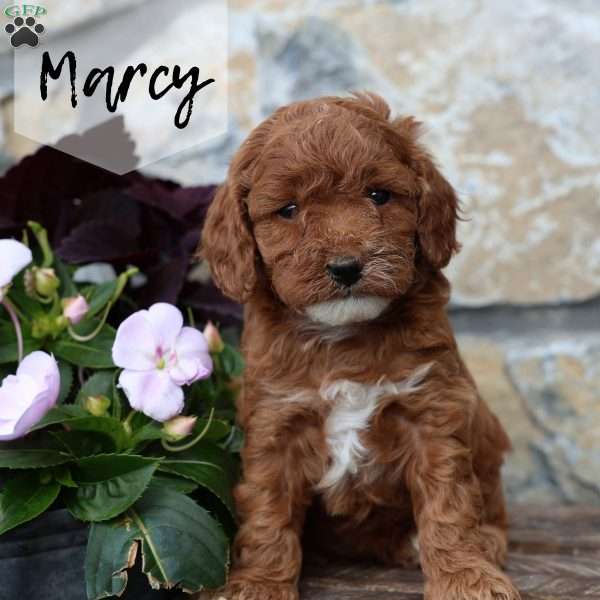 Marcy, Cavapoo Puppy