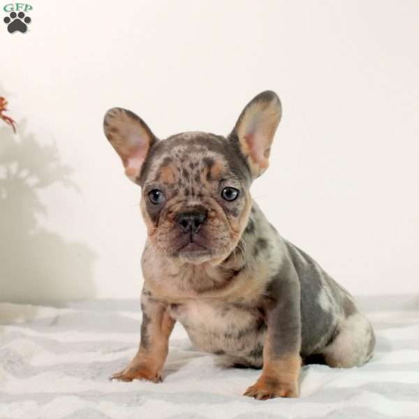 Margot, French Bulldog Puppy