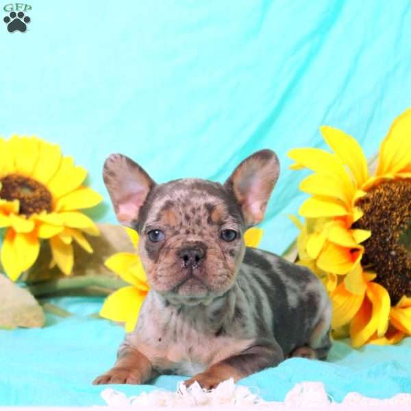 Margot, French Bulldog Puppy