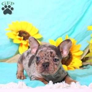 Margot, French Bulldog Puppy