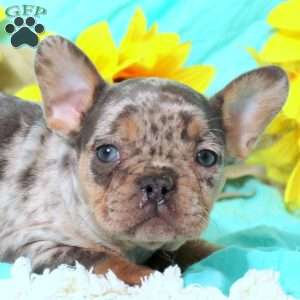 Margot, French Bulldog Puppy