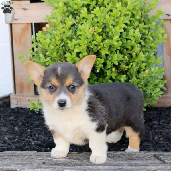 Marley, Pembroke Welsh Corgi Puppy