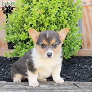 Marley, Pembroke Welsh Corgi Puppy