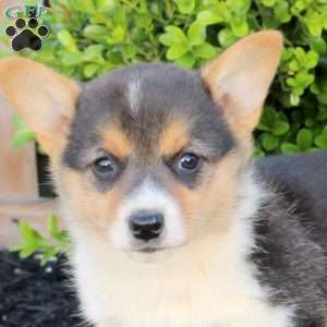 Marley, Pembroke Welsh Corgi Puppy