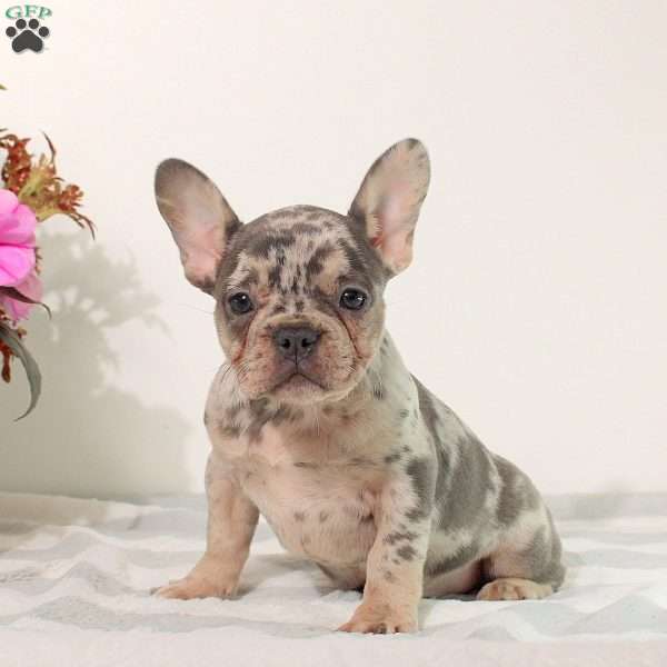 Marnie, French Bulldog Puppy