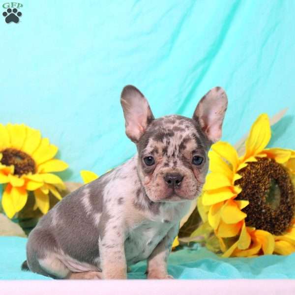 Marnie, French Bulldog Puppy