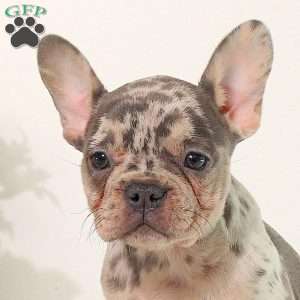 Marnie, French Bulldog Puppy