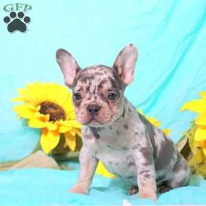 Marnie, French Bulldog Puppy