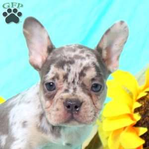 Marnie, French Bulldog Puppy