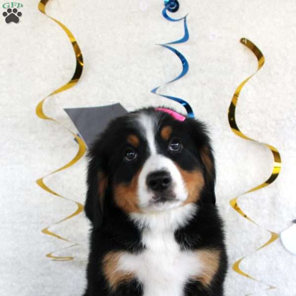 Marnie, Bernese Mountain Dog Puppy