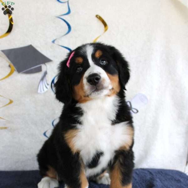 Margie, Bernese Mountain Dog Puppy
