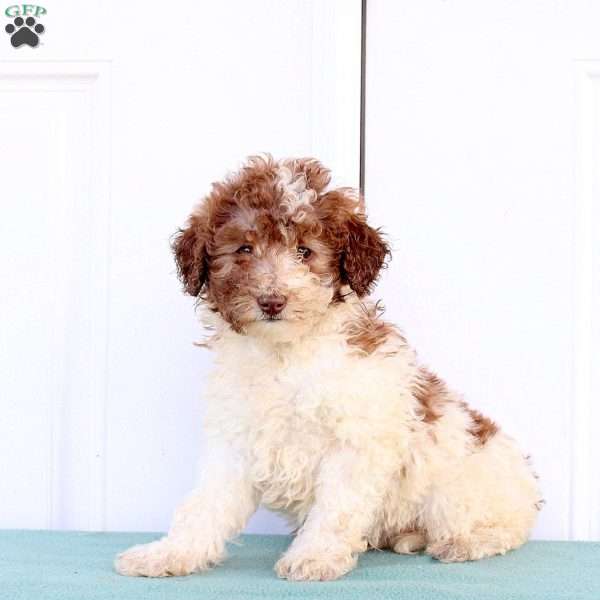 Marshall, Miniature Poodle Puppy