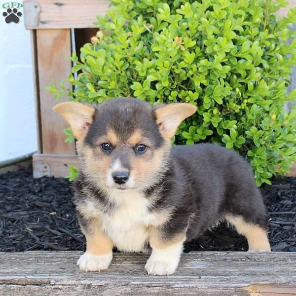 Marshall, Pembroke Welsh Corgi Puppy