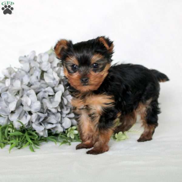 Marshall, Yorkie Puppy