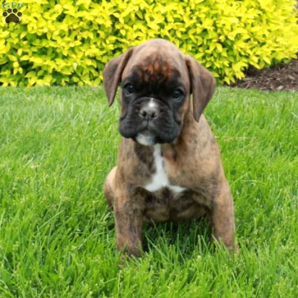 Marshall, Boxer Puppy