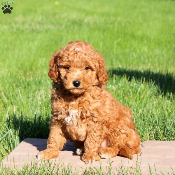 Marshall, Mini Goldendoodle Puppy