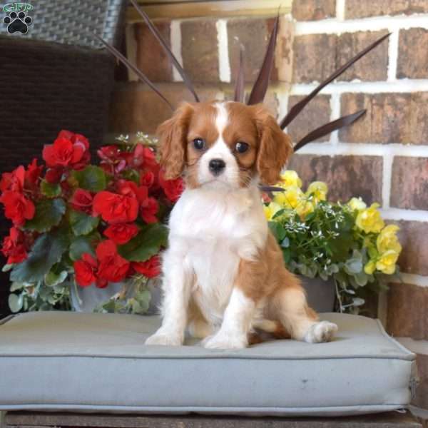 Marshall, Cavalier King Charles Spaniel Puppy