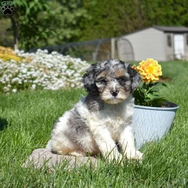 Marshall, Cockapoo Puppy