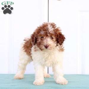 Marshall, Miniature Poodle Puppy