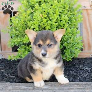 Marshall, Pembroke Welsh Corgi Puppy