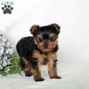 Marshall, Yorkie Puppy